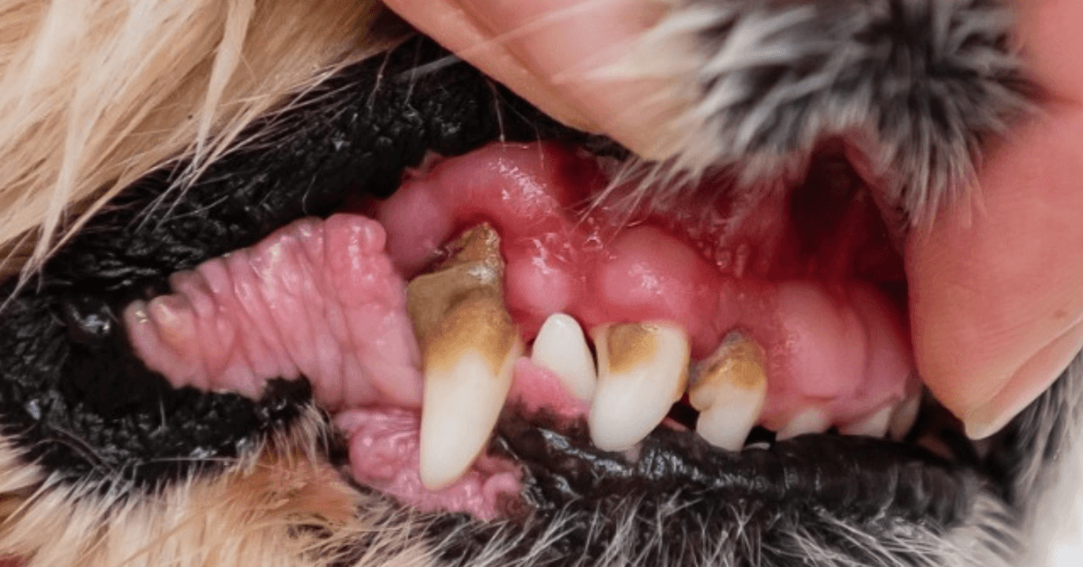 New Molecular Iodine Technology Offers Breakthrough in Pet Dental Care