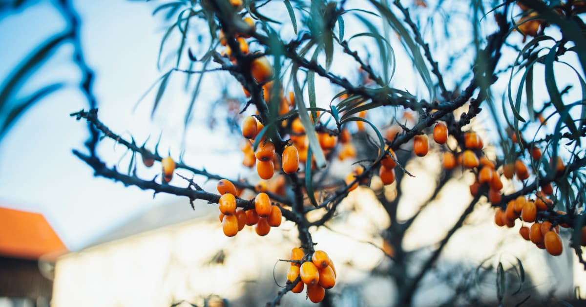 BioAdaptives Receives WADA-Compliant Certification for Cognitive Supplement MyndMed