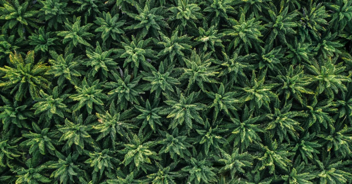 New Federal Law Grants States Authority to Regulate Hemp THC Products Amid Market Expansion