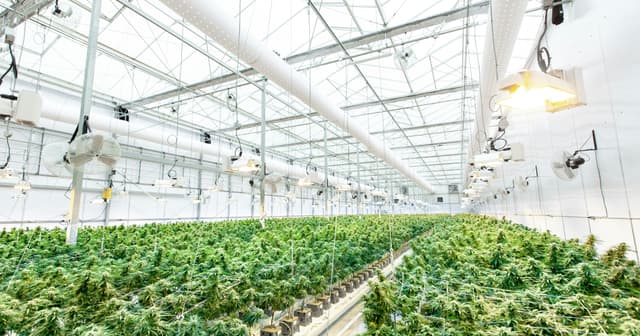Stress Linked to Riskier Marijuana Use Among Young Adults, Canadian Study Finds