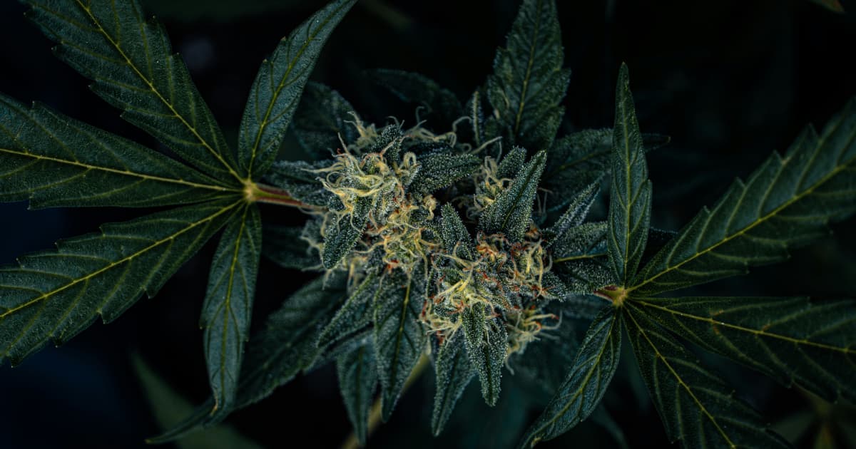 Michigan Defends New Cannabis Wholesale Tax Against Constitutional Challenge