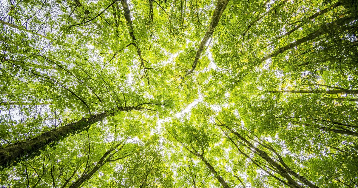 UAE Advances Sustainability and Economic Growth Through Comprehensive National Initiatives
