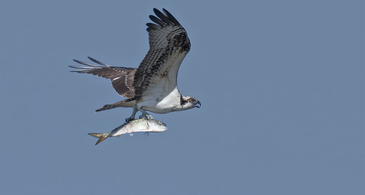Judges Intervene as SNAP Benefits Hang in Balance During Government Shutdown