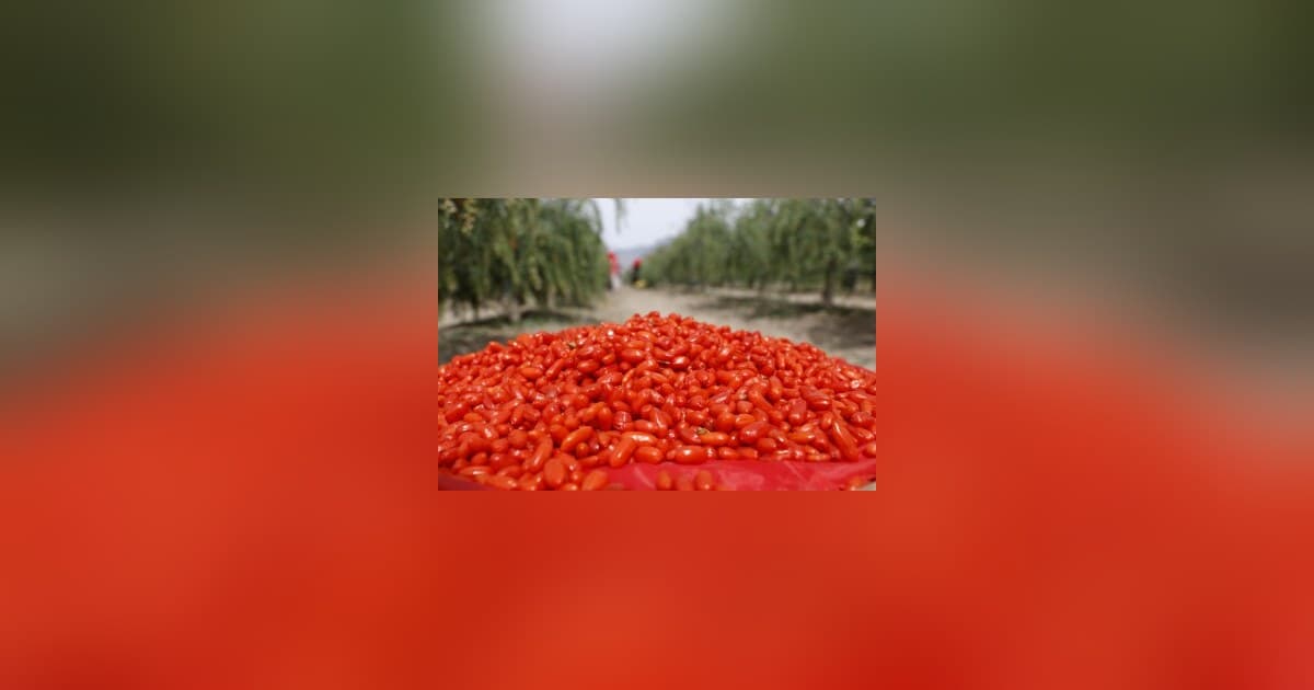 From Ancient Delicacy to Global Superfood: Ningxia Goji Berries' Industrial Upgrade and Global Expansion