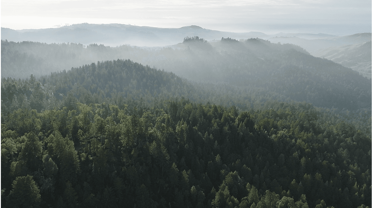Save the Redwoods League to Acquire 1,517 Acres Near Russian River, Expanding Conservation Efforts