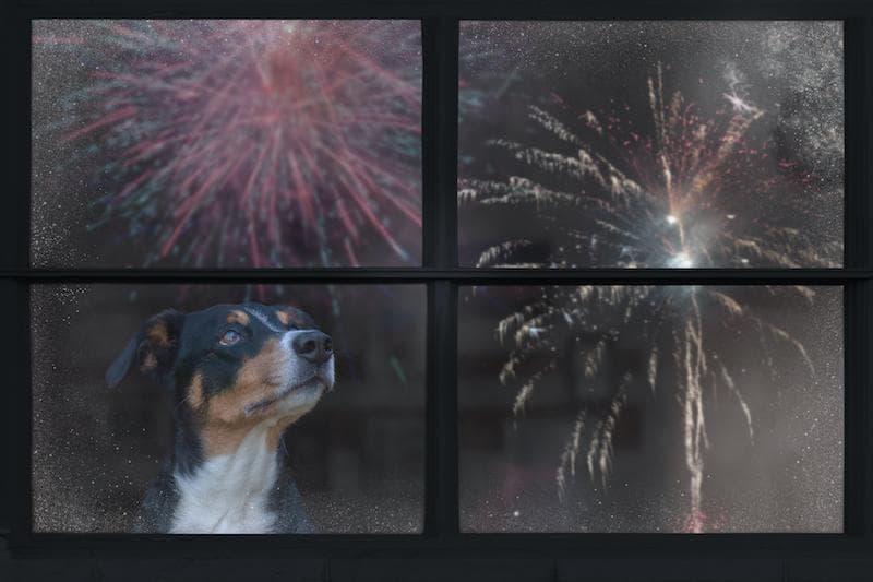 Rover Survey Reveals How Fireworks Affect Pets and How Owners Can Help