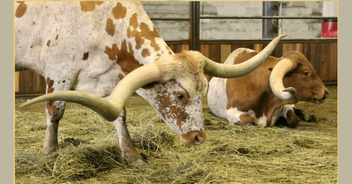 Glen Rose Declares ITLA Texas Longhorn Week, Celebrating Ranching Heritage with Championship Show and Community Events