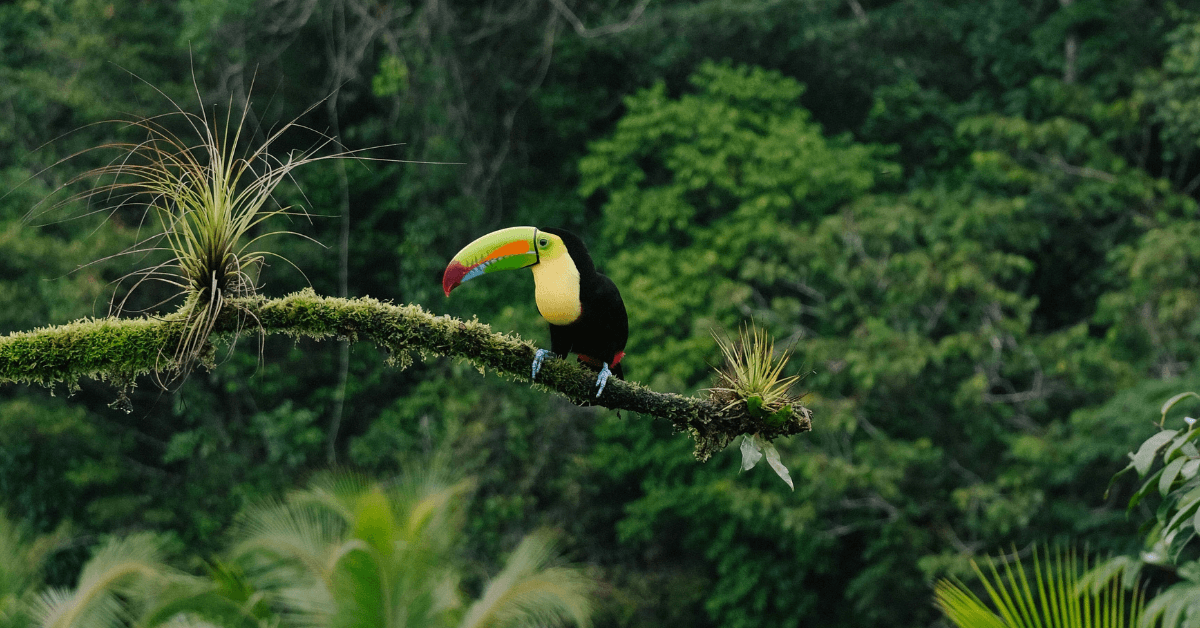 Charity Ace Launches 'The Costa Rica Effect' to Transform Nonprofit Fundraising Through Impact Travel