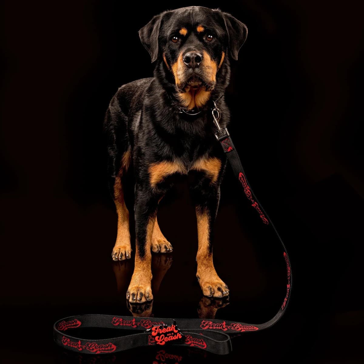Freak On a Leash Elevates Spiked Dog Collars with Full-Grain Leather and Reinforced Hardware