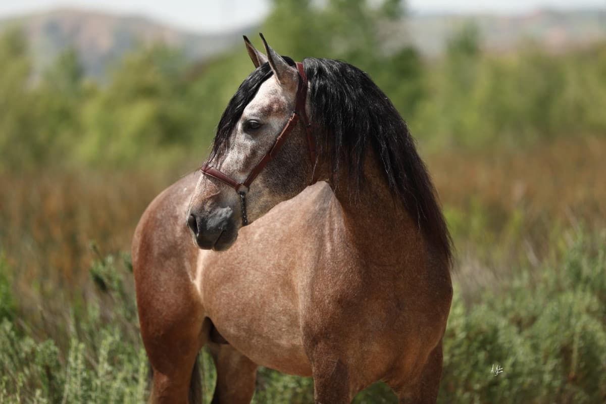 California Spanish Horse Fair to Host Largest U.S. Andalusian Morphology Competition