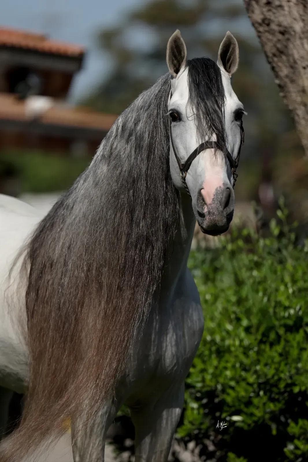White Stallion Hay Elevates Dressage Standards with Premium Andalusians