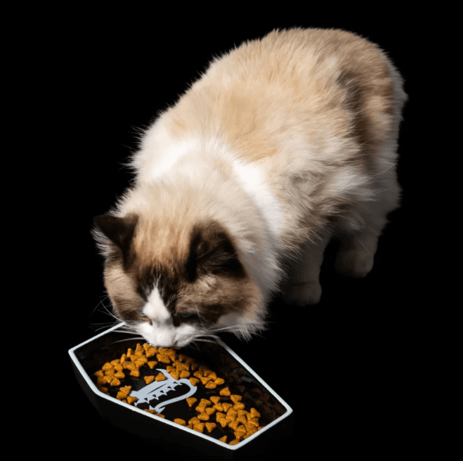 Freak On A Leash Launches First Cat Collection, Expanding Beyond Dogs