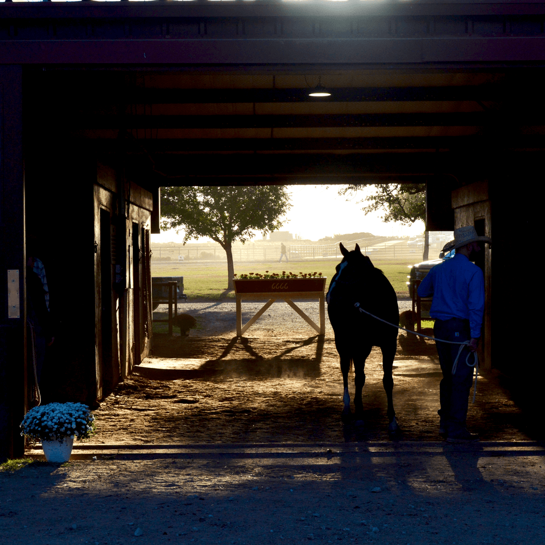 Four Sixes Ranch Reveals Meticulous Sales Preparation Process for Elite Horses