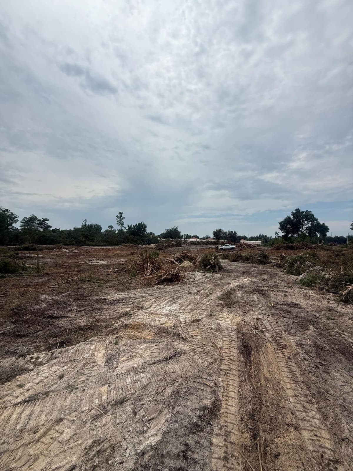 VB Tree Removal Guide Covers Forestry Mulching and Site Prep Costs