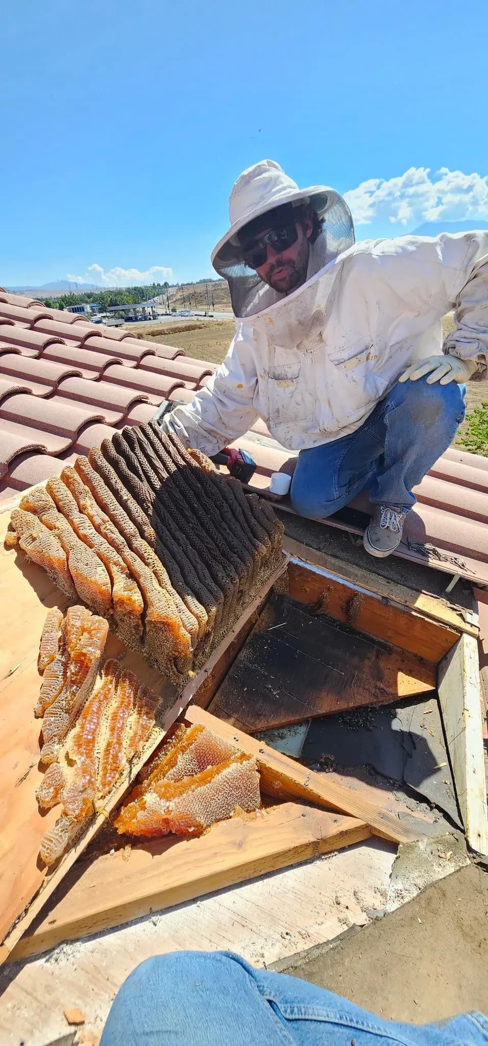 Live Bee Extraction Gains Ground in Hemet as Property Owners Reject Comb-Left-Behind Fallout