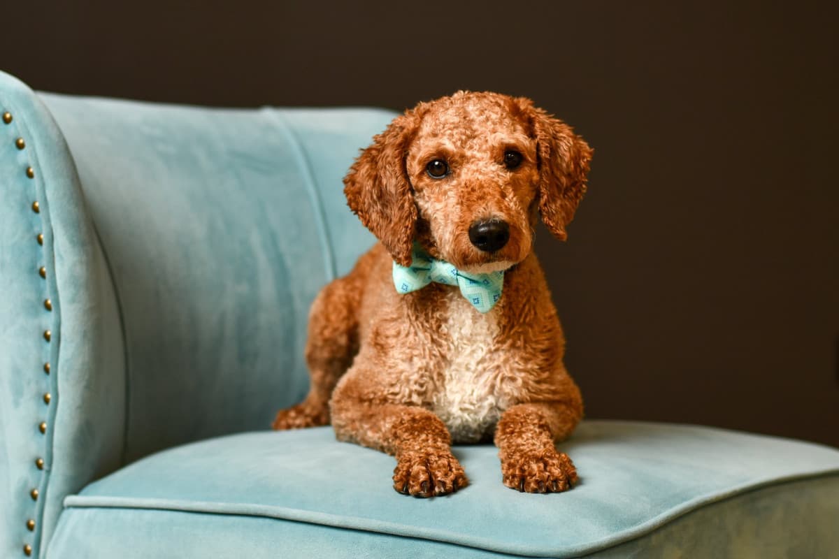 Columbus Photographer's Innovative Program Combines Senior Portraits with Dog Rescue Efforts