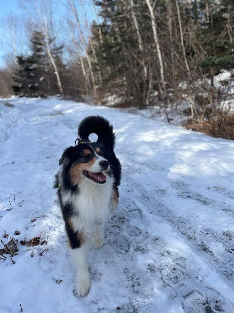 Two Canadian Dogs Inducted into 2026 Purina Animal Hall of Fame for Heroic Acts