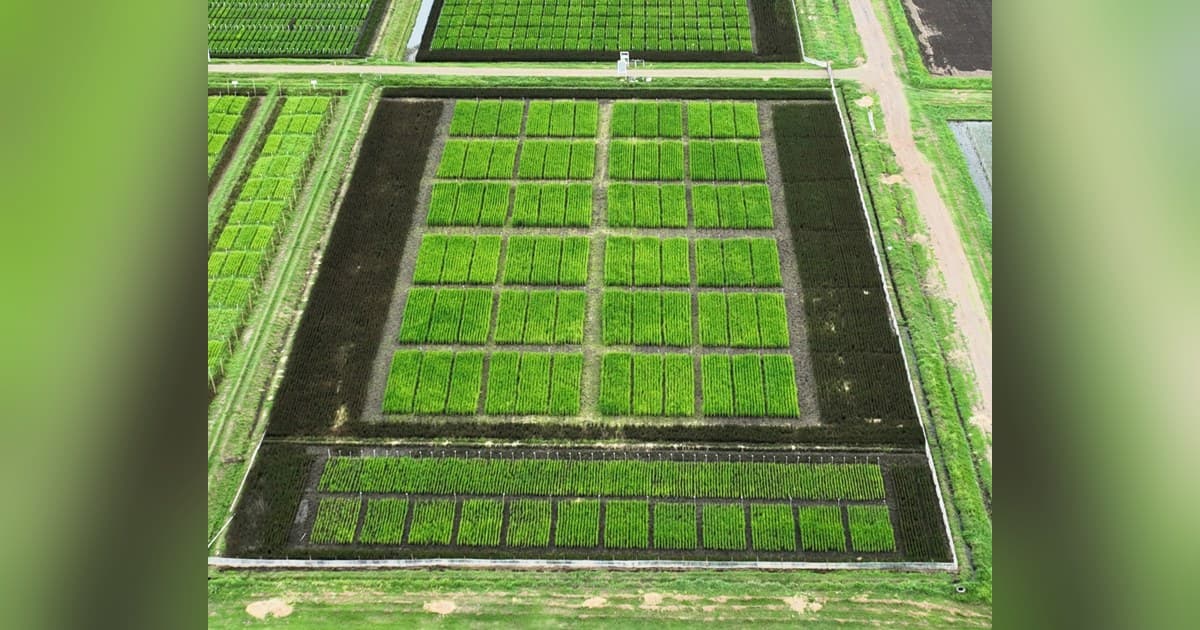 BioLumic and IRRI Launch Field Trials to Cut Rice Methane and Water Use