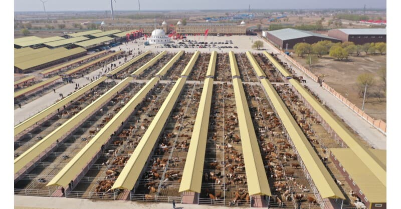 Hinggan League Agricultural, Cultural and Tourism Consumption Carnival Opens in Beijing, Showcasing Full-Chain Development of Beef and Rice Industries
