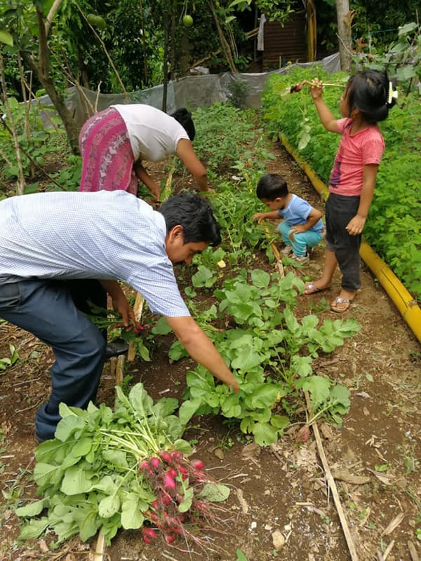 Seeds for a Future Combats Malnutrition in Guatemala with Sustainable Gardening Program