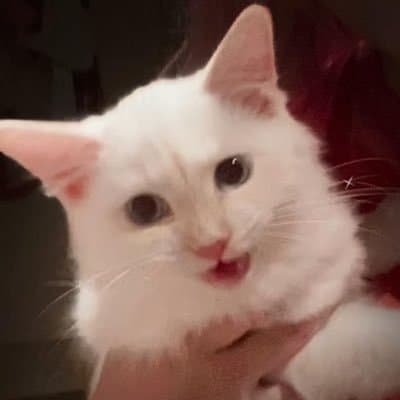 Cryptocurrency Project Pays Off $70,000 in Vet Bills, Highlighting Pet Care Affordability Crisis