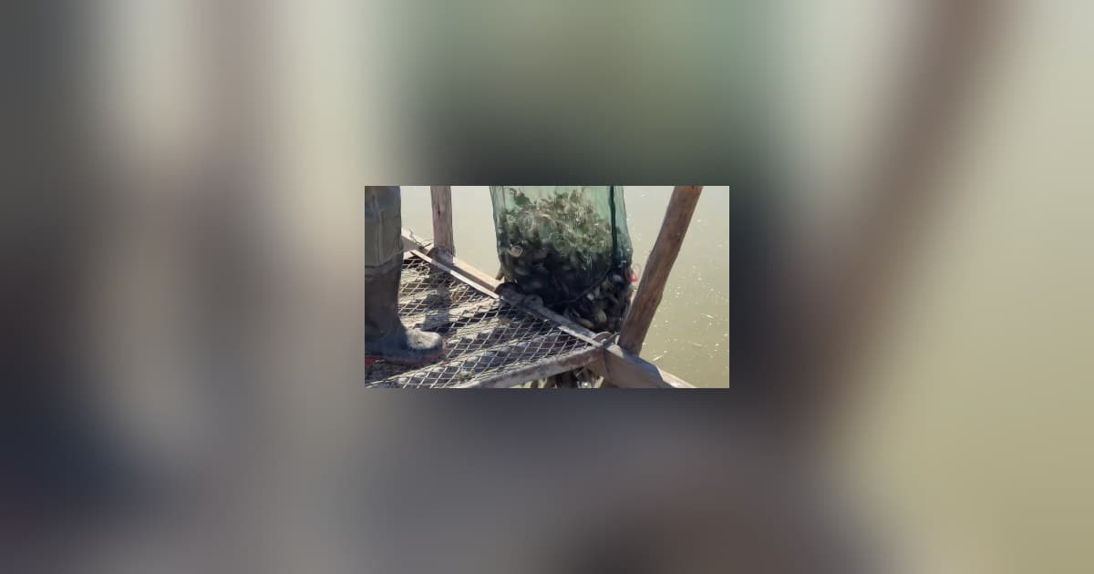 Seed Crab Reserve Signals New Chapter for Saline-Alkali Land in Inner Mongolia