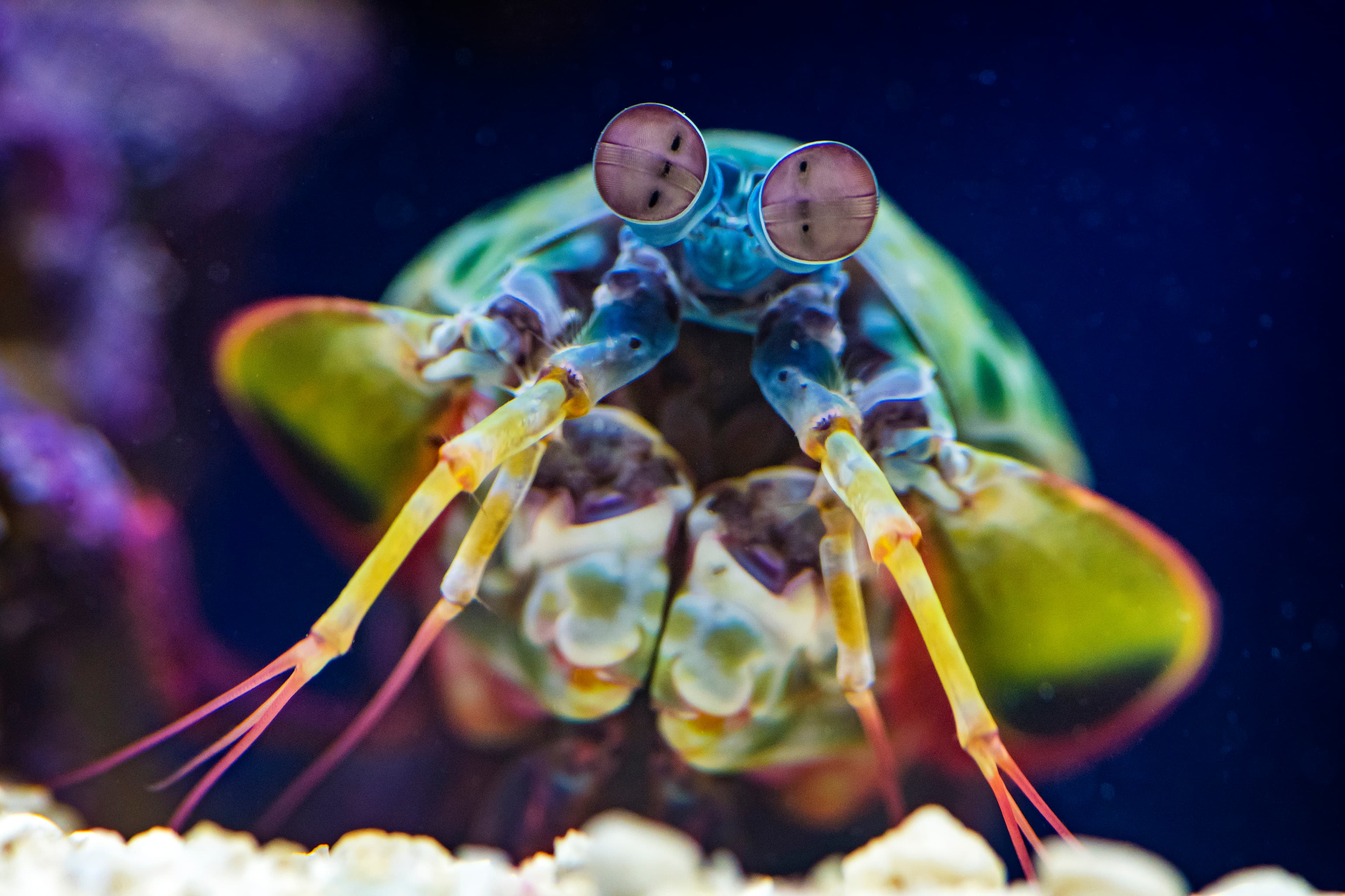 Ripley's Aquarium Joins Toronto CityPASS, Offering Visitors Enhanced Attraction Experience