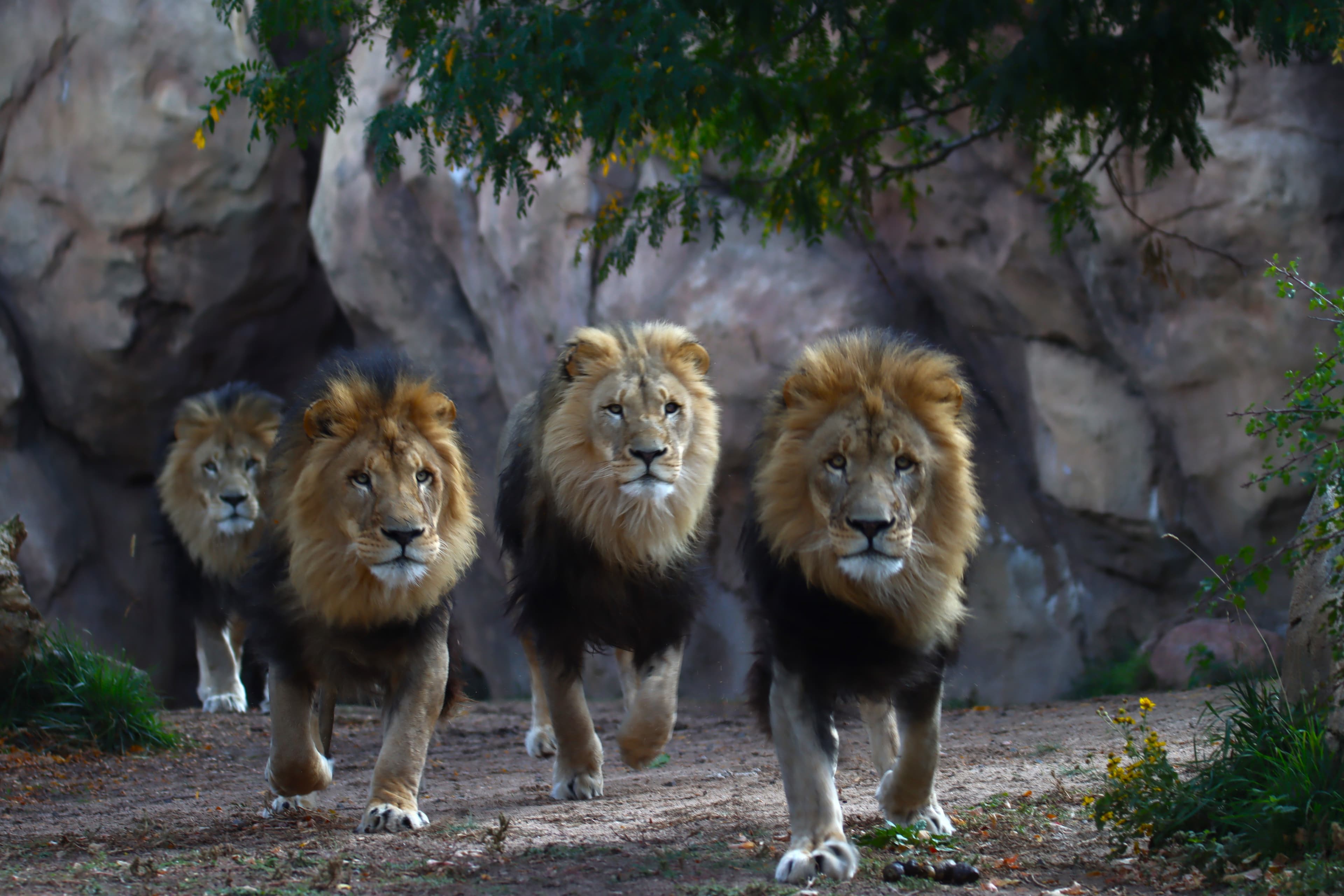 Denver CityPASS Adds Denver Zoo Conservation Alliance to Ticket Options