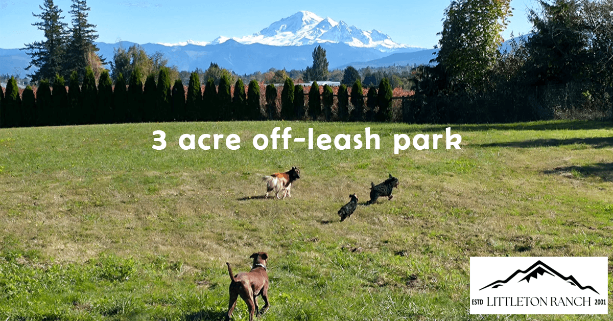 Littleton Ranch Transforms from Breeding Program to Rescue Resource Ranch to Address Overwhelmed Shelter System